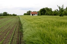 Workman's cottage surrounded by ripening wheat next to freshly planted field.