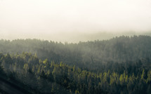 morning fog over an evergreen forest 
