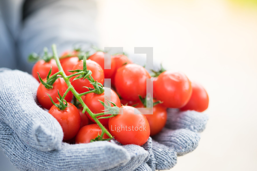 cupped gloved hands holding cherry tomatoes 