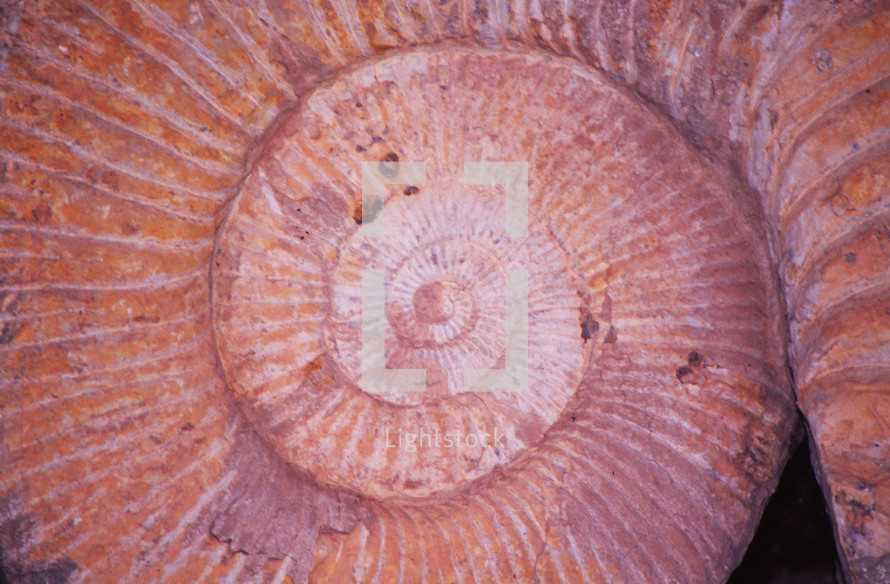 snail shell spiral 