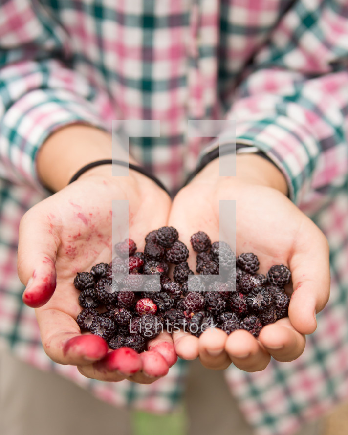 hands holding blackberries 