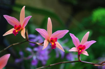 peach and pink orchids