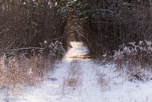 snow on a trail 