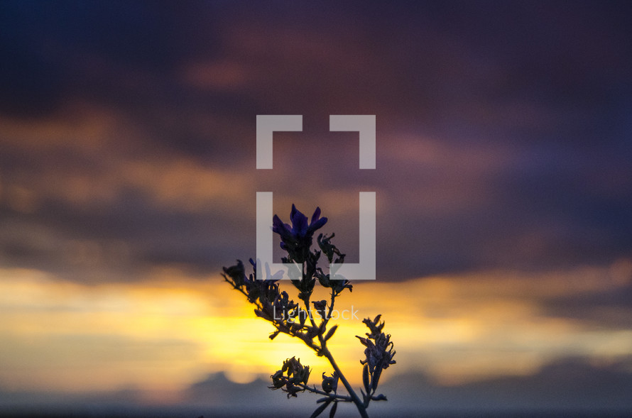 Silhouette of a plant under the sky at dusk.