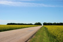 road between two canola fields 