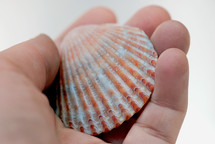 hand holding a seashell 