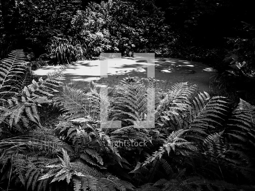 ferns in black and white 