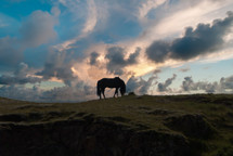 a grazing horse on a hillside 