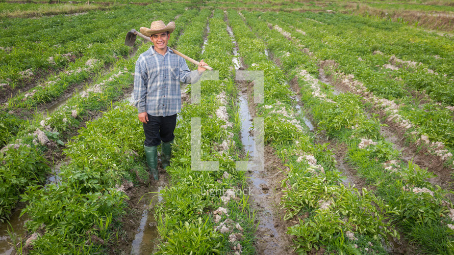 farmer in potato fields 