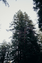 tall pines 
