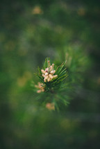 pollen grains on pine trees 