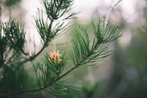 pollen pods on pine trees 