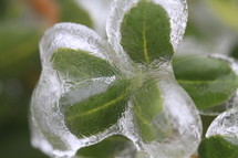 ice over green leaves