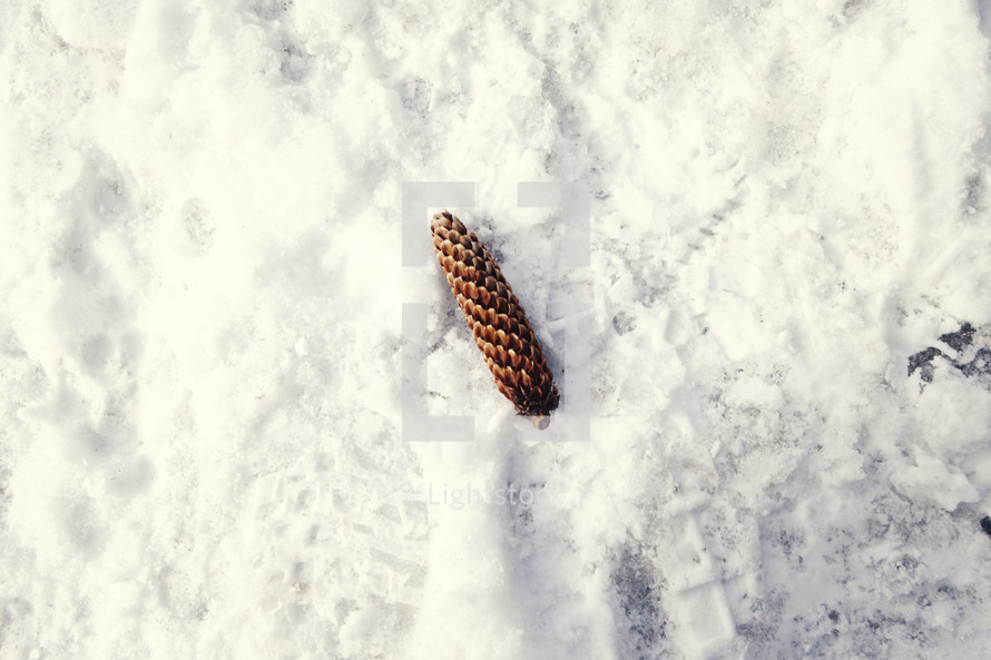 pine cone in the snow