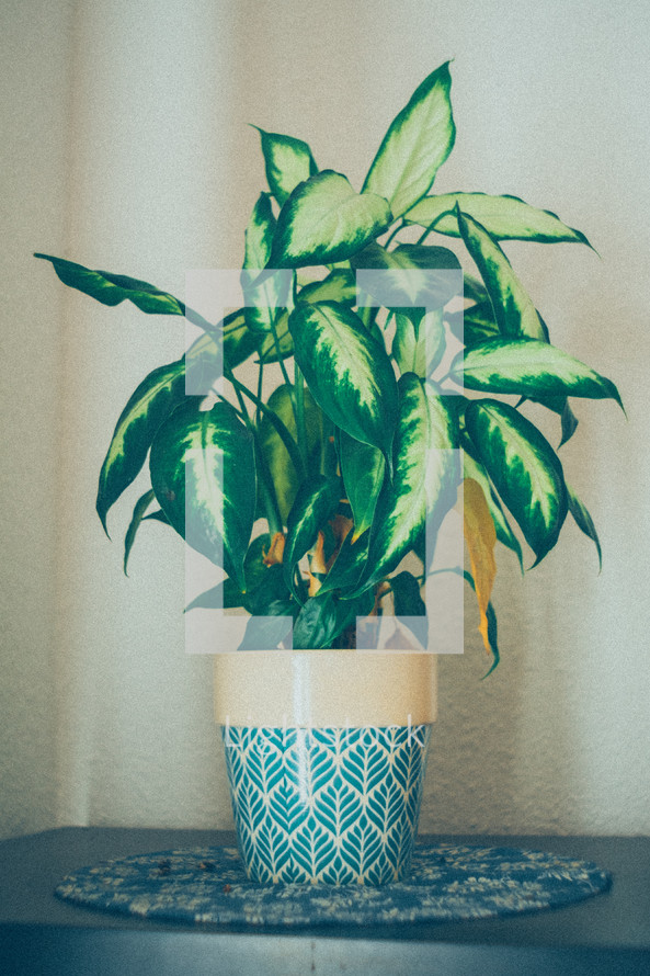 potted houseplant 