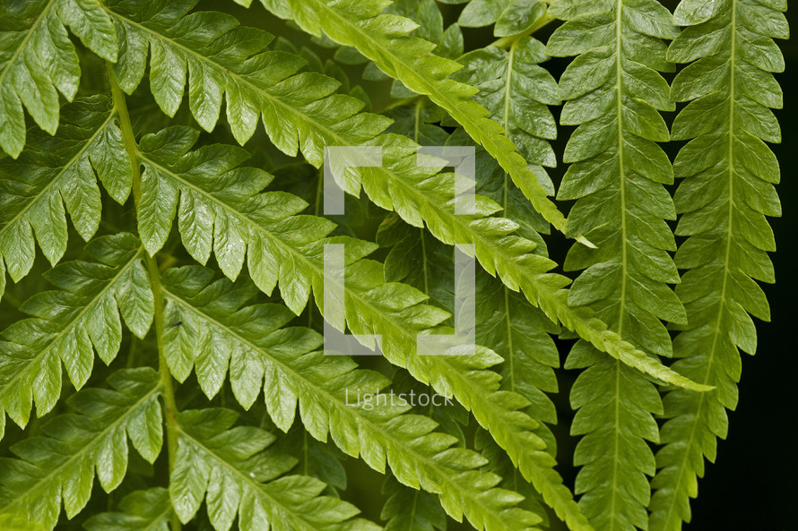 green fern leaves 
