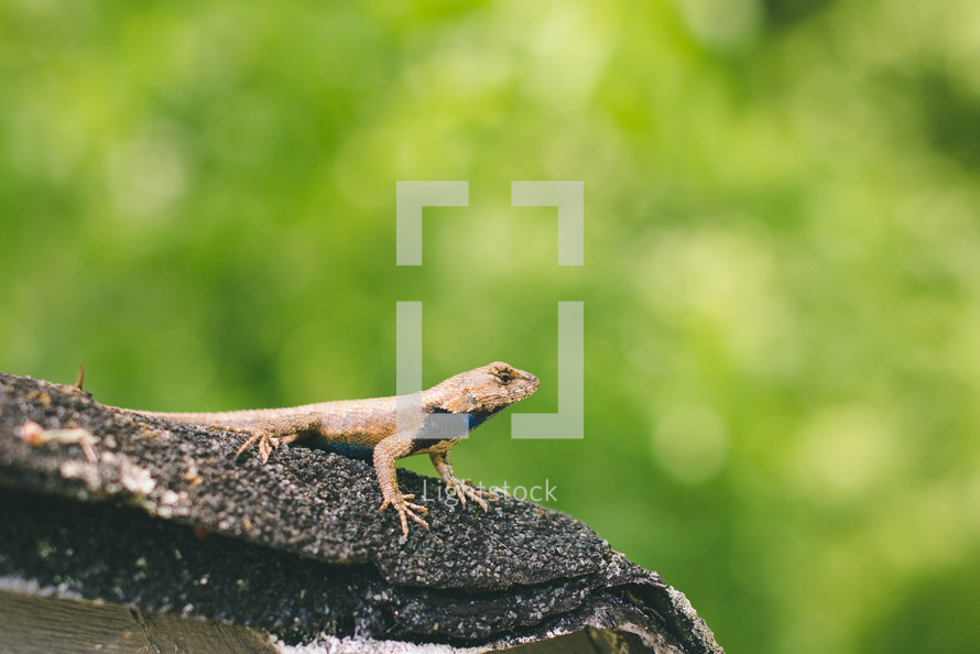 lizard on a branch 