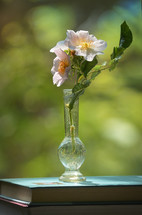 Closeup Dog rose (Rosa canina) flower in Vase on Books