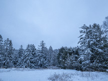 winter forest with snow 