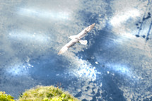 bird soaring over water 