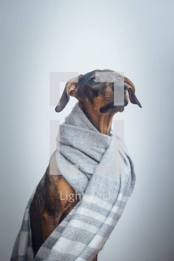 dog wrapped in a scarf 