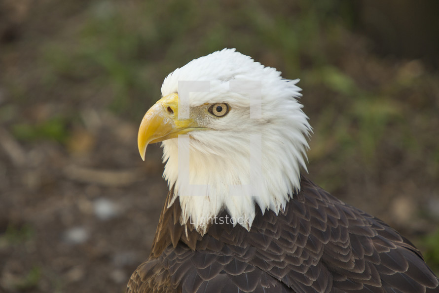 Eagle head.