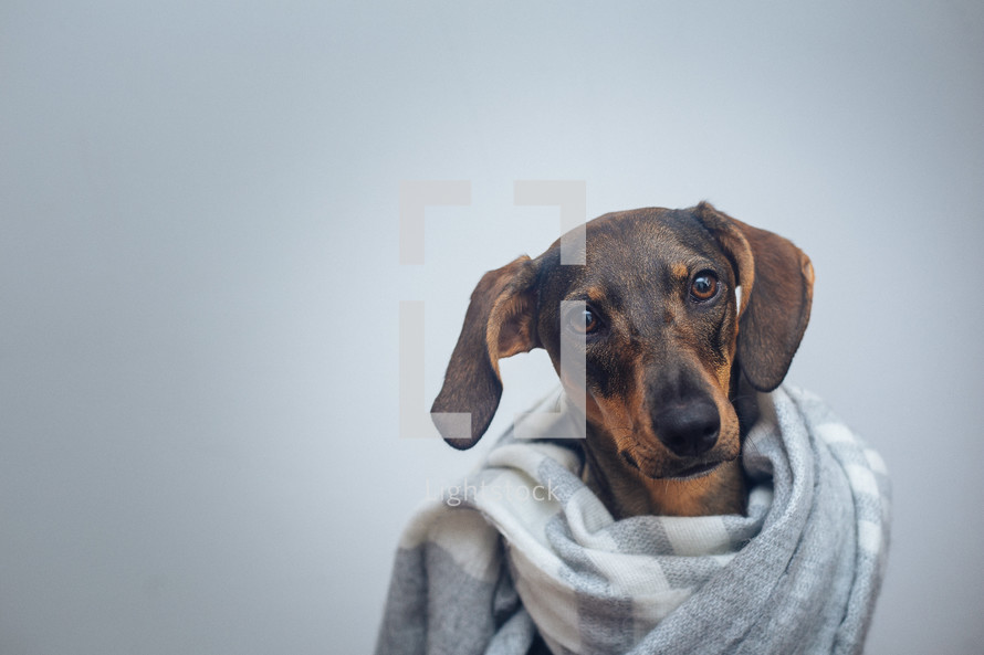 dog wrapped in a blanket 