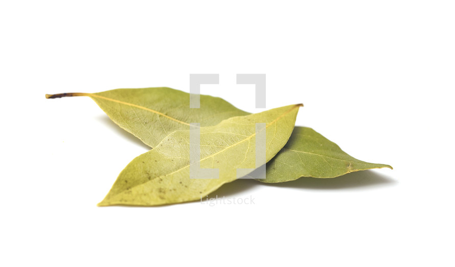 green bay leaves on a white background 