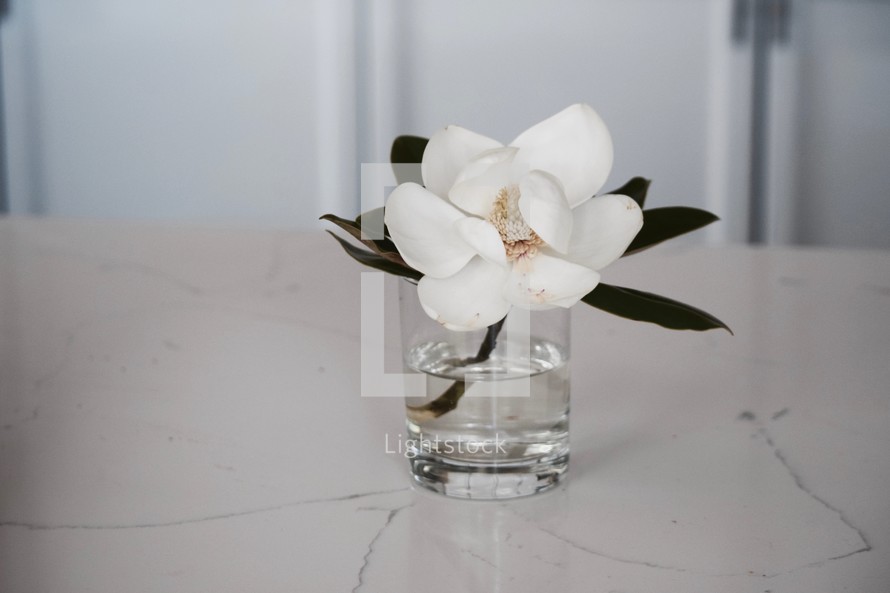 magnolia flower in a vase on a marble countertop 