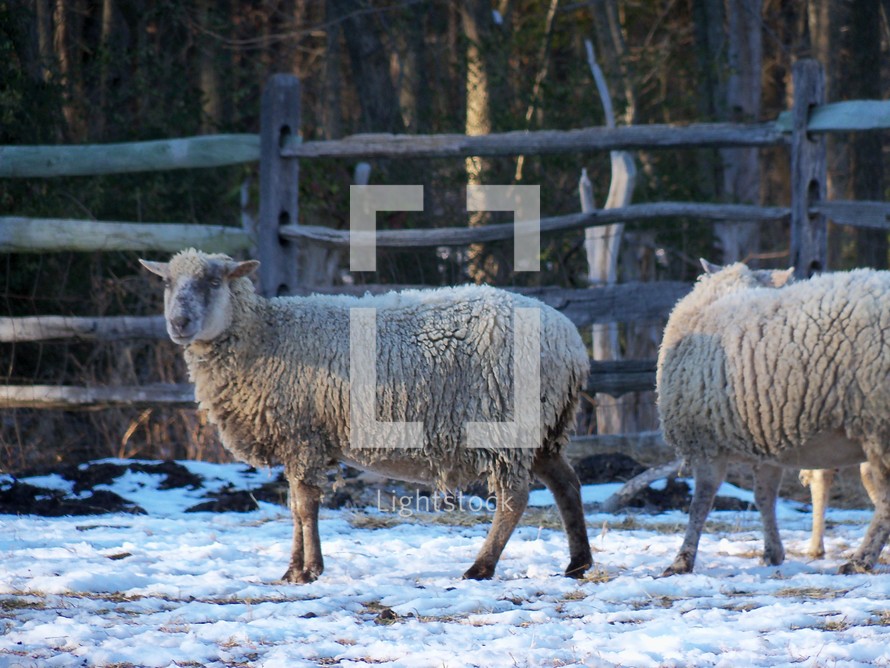 sheep in the snow graze together on a farm in Virginia
