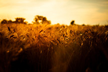 wheat in a wheat field 