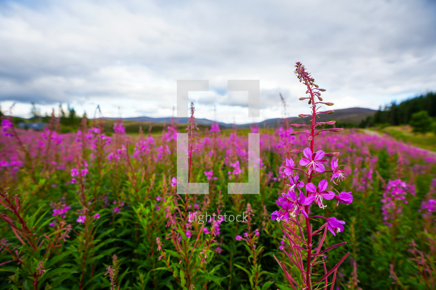 Field of Purple Flowers in Scotland 