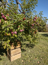 apple orchard 