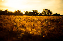 golden wheat in a wheat field at sunset 