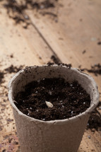 seeds in pots and potting soil 