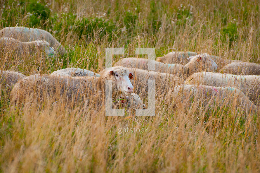 sheep in a pasture