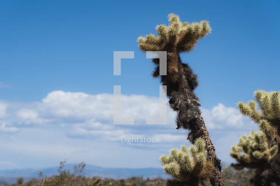 Cacti throughout the hills. 