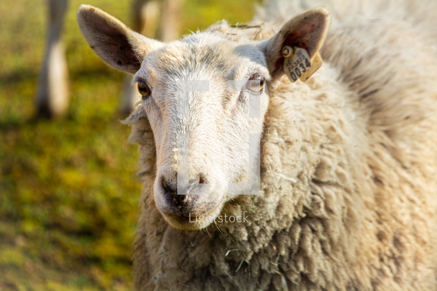 sheep with a tagged ear