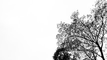 tree in black and white 