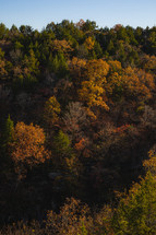fall forest 