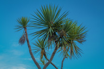 Green Palm Tree in Blue Sky