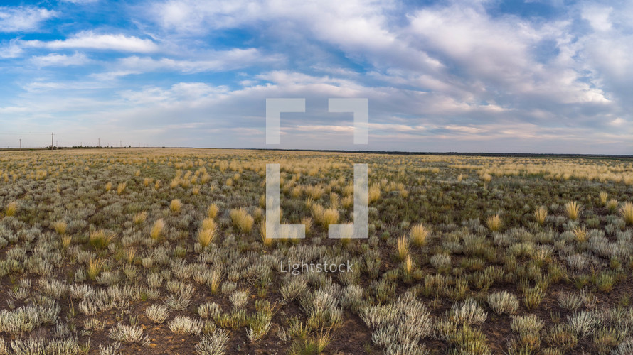 ground cover on a desert landscape 