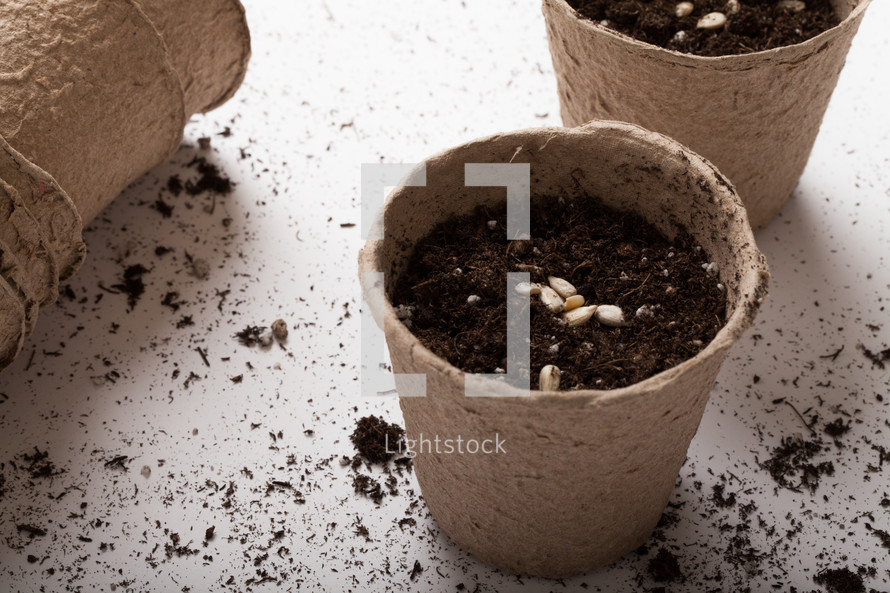 a seed in a pot of potting soil 