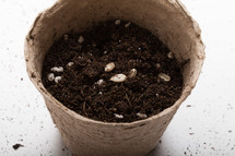 seed in a pot