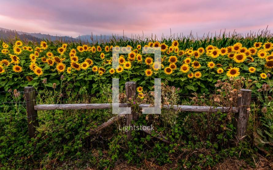 sunflowers at a fence 