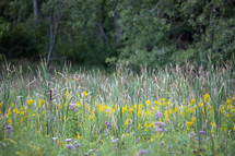 area covered in cattails and wildflowers with woods in background