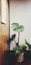 tropical plant in a corner