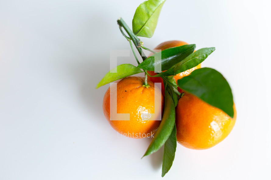 citrus fruit 