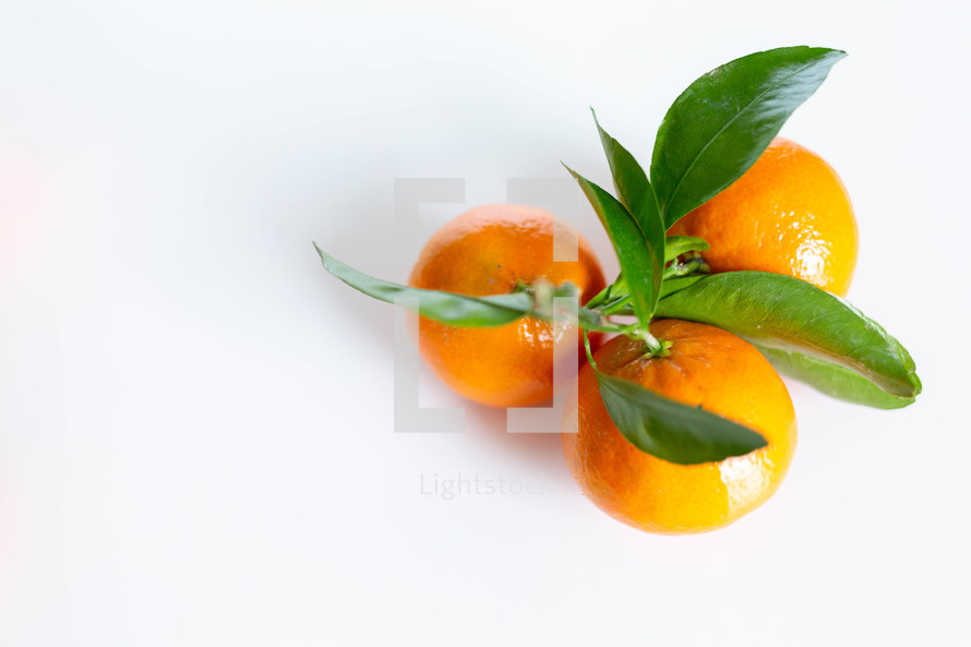 citrus fruit on a white background 
