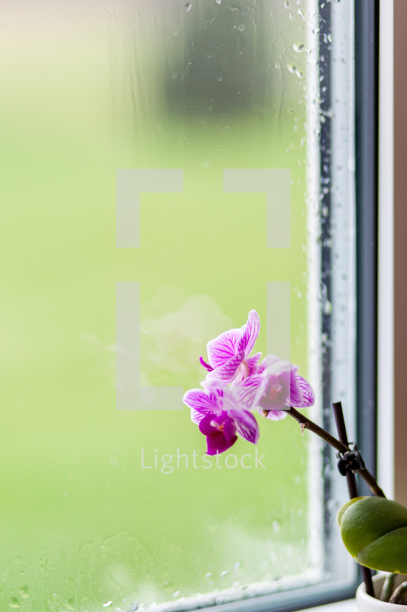 purple orchid in a window sill 